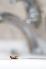 Dead cockroach on the kitchen