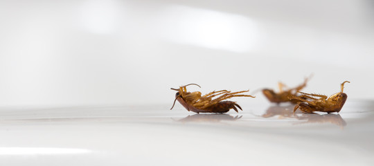 Three dead pest cockroaches on the bathroom