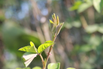 green leaves of tree in spring