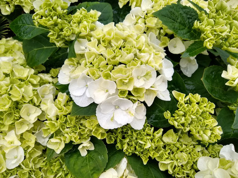 Hydrangea macrophylla 'Clarissa'