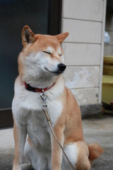 hachiko
