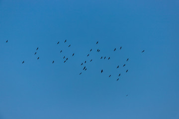 青空にいる大群の鳥