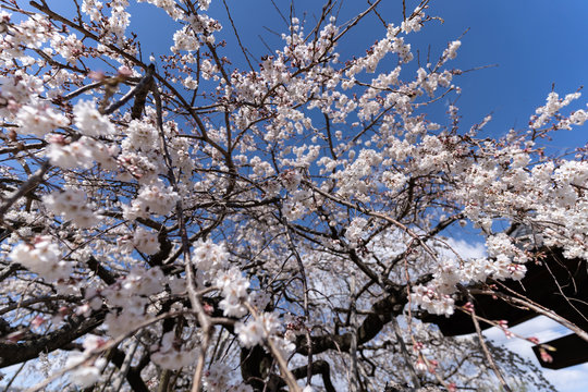 写真素材: しだれ桜