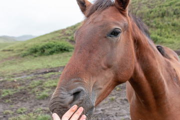 Obraz premium horses