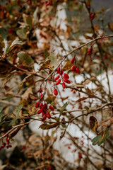 red berries in autumn