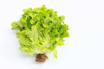 Green Oak Lettuce on white background.