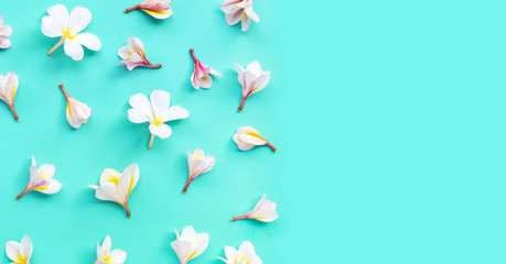 Plumeria or frangipani flower on blue background.