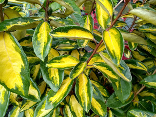 Elaeagnus x ebbingei 'Limelight'