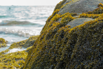 Large grey stone in the sea completely covered with yellow-green algae