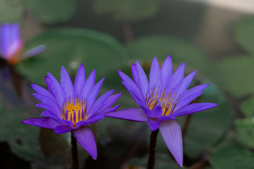 Two blue lotus flowers shot from close range against the background of dark green leaves