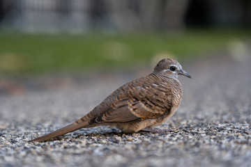 A bird sitting on the stony walkway, side view