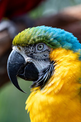Blue and Gold Macaw