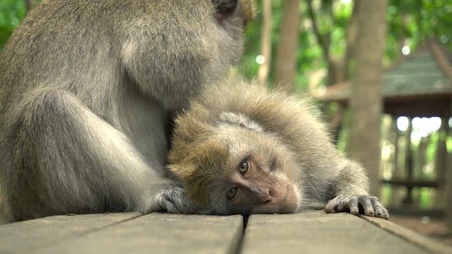 A pair of macaques rests in the park on a bench