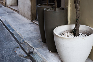 Fototapeta premium Flowerpot with a plant on the sidewalk on the street