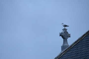 Gaviota posada sobre la cruz de una iglesia frente a un cielo gris 