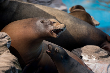 動物園のカリフォルニアアシカ