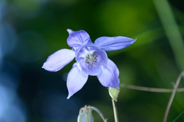 Detalle de flor campestre a contraluz