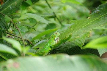 wildlife on leaf