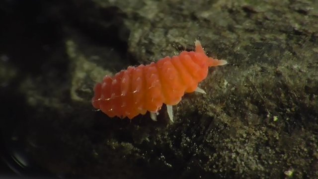Bilobella braunera. Farbiger Springschwanz.  