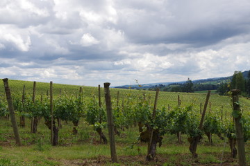 Fototapeta na wymiar vineyard in oregon