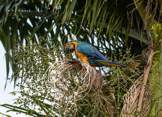 Arara Caninde - Brazil - Brazilian Blue Parrot