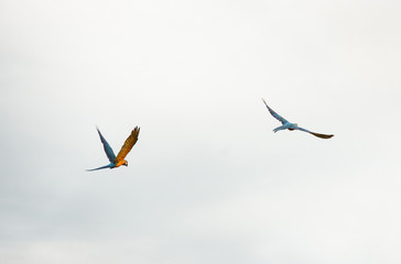 Arara Caninde - Brazil - Brazilian Blue Parrot