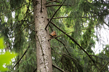 Squirrel