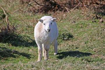Sheep on the hills above Rhossili