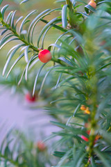 A close-up of an evergreen ornamental yew tree with red fleshy berry-like arils that are eaten by birds. Seeds and leaves are poisonous. Seen in Tallinn, Estonia.