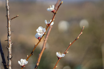 Armenian plum (Prunus armeniaca) flower in the garden