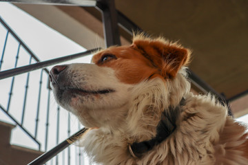 Orange and white dog in a photo shoot