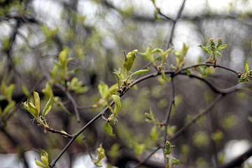 a branch of a shrub with young green leaves