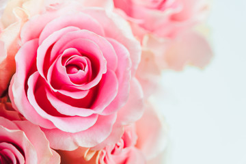 Fototapeta na wymiar Pink rose flower macro on white