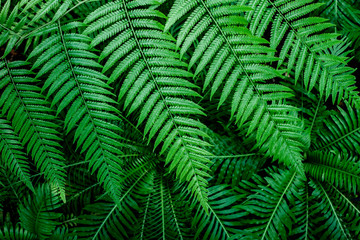 abstract green fern leaf texture, dark blue tone nature background, tropical leaf