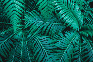 Naklejka na ściany i meble abstract green fern leaf texture, dark blue tone nature background, tropical leaf