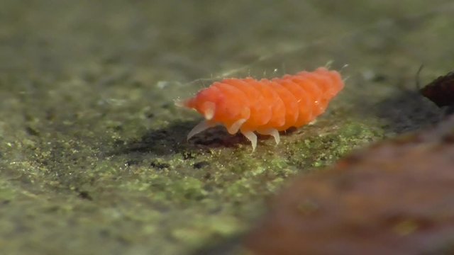 Bilobella braunera. Farbiger Springschwanz.  