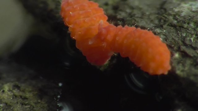 Bilobella braunera. Farbiger Springschwanz.  