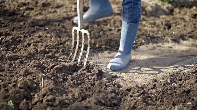 Work in a garden - Digging Spring Soil With Spading fork. Close up of digging spring soil with shovel preparing it for new sowing season.