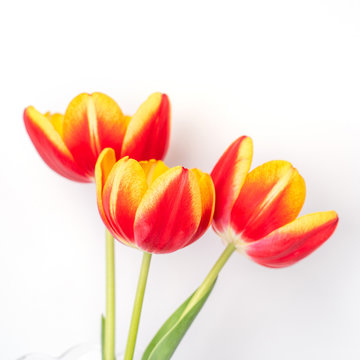 Tulip flower in glass vase with picture frame place on white wooden table background against clean wall at home, close up, Mother's Day decor concept.