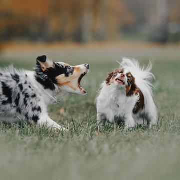 border collie puppy and chihuahua dog barking at each other outdoors