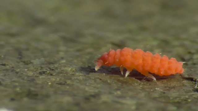 Bilobella braunera. Farbiger Springschwanz.  