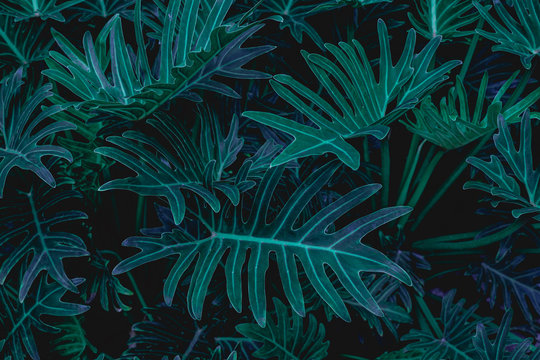 abstract green fern leaf texture, dark blue tone nature background, tropical leaf © Nabodin