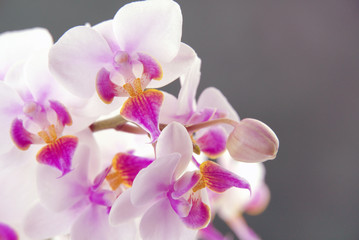 Naklejka na ściany i meble Cattleya labiata, also known as raspberry cattleya or with ruby ​​lips, is a typical Cattleya species. Cattleya orchids on a gray background