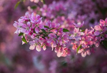 blooming apple trees in spring