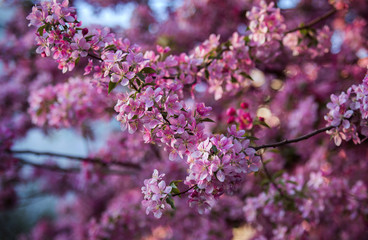 blooming apple trees in spring