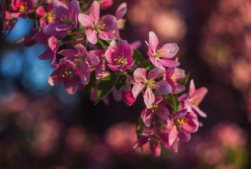 blooming apple trees in spring
