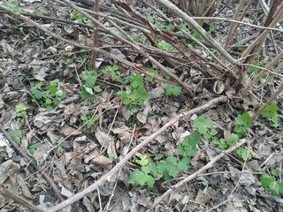 anthill in the forest