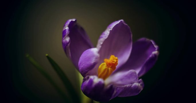 crocus blossom, blue purple flower blooming, opening, spring time lapse, isolated on black background