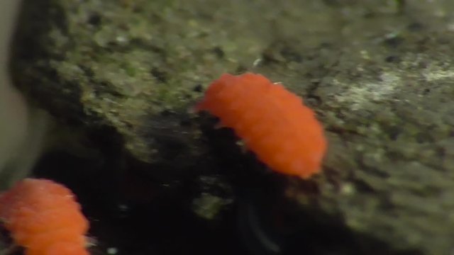 Bilobella braunera. Farbiger Springschwanz.  