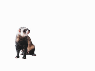 Ferret sitting on a white background isolated. Copy space. Funny animal
